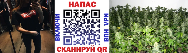 Купить закладки  Майский  Конопля Amnesia 